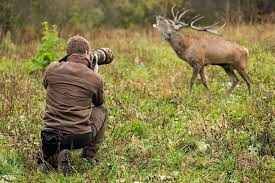 Mastering the Art of Wildlife Photography: Cody Moxam’s Do’s and Don’ts featured image